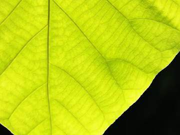 leaves texture (ID:ffaag78772)