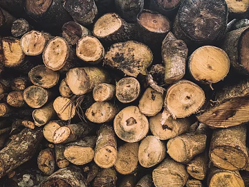 annual rings texture (ID:ffagg06693)