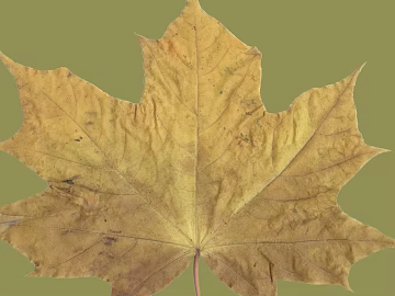 Yellow maple leaf natural decoration material texture (ID:ffaeh986466)