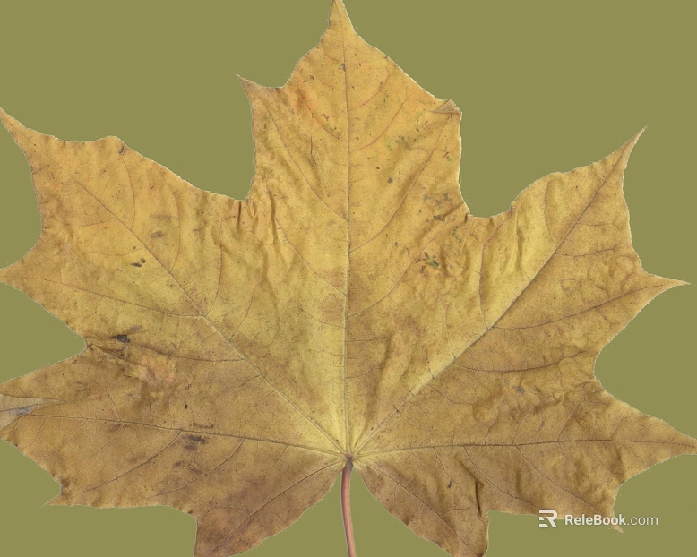 Yellow maple leaf natural decoration material texture