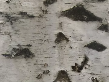 Grey white birch bark wall decoration texture (ID:ffaeh592232)