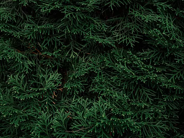 Plant wall texture (ID:ffagg13465)