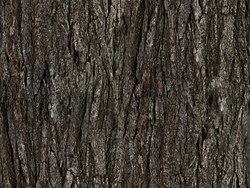 bark texture (ID:ffajg12739)