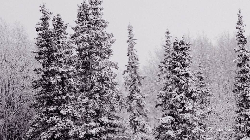 Snow texture