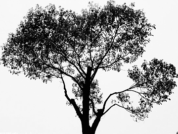 black and white tree shadow texture (ID:ffaeg02980)