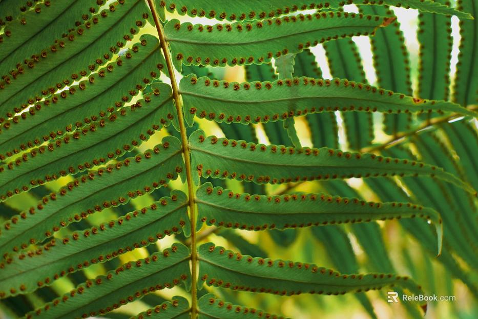 plant pattern texture