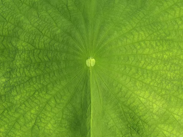 leaves texture (ID:ffacg53822)