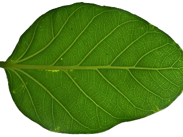 leaves texture (ID:ffajg39218)