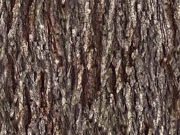 bark texture (ID:ffaag02960)