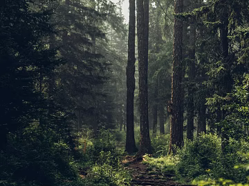 Forest 3d model
