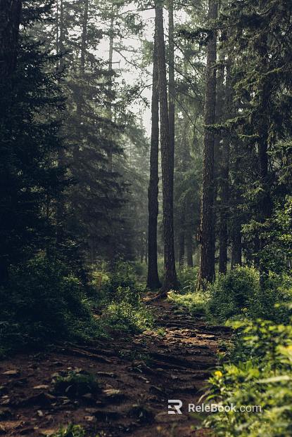 Forest texture