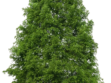 Plants texture (ID:ffajg85384)