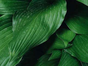 Plants texture (ID:ffaeg60127)