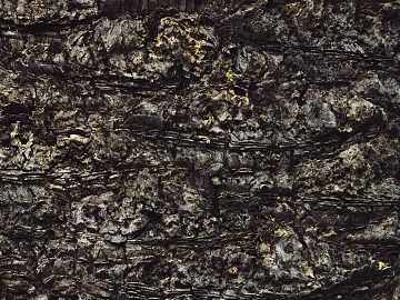 bark texture (ID:ffaeg24588)