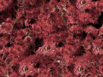 Flowers texture (ID:ffaag79314)