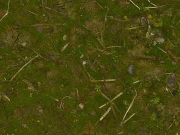 moss texture (ID:ffaeg37078)