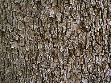bark texture (ID:ffabf3141)