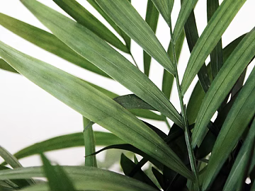 Plants texture (ID:ffacg61205)