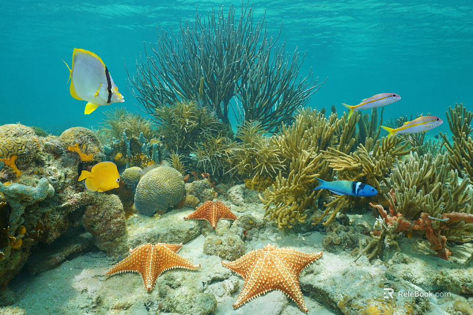 Fish tank texture