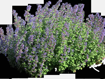 Flowers texture (ID:ffabf1784)