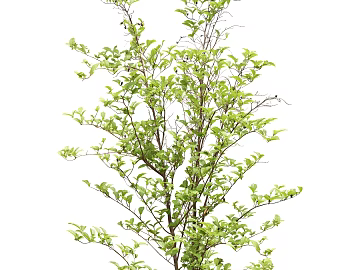 Plants texture (ID:ffabg85161)