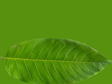 leaves texture (ID:ffacf9443)