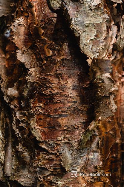 bark texture