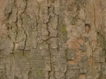 Taupe bark natural decoration texture (ID:ffaeh868896)