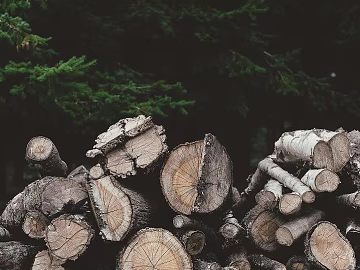 annual rings texture (ID:ffagg74749)