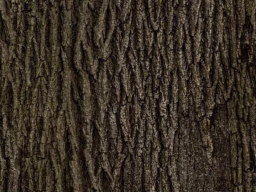 bark texture (ID:ffacf2874)