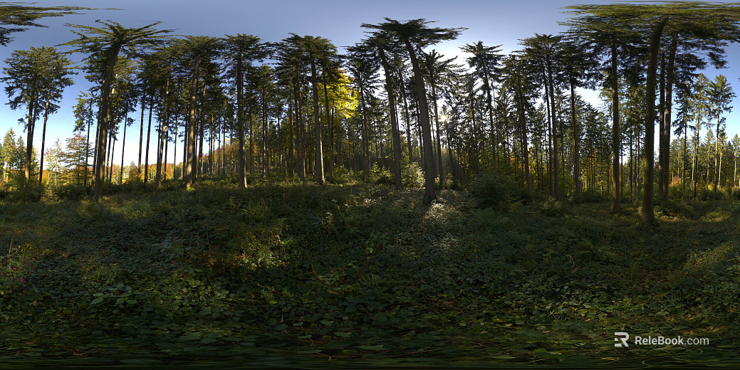Outdoor Woods Daytime HDR texture