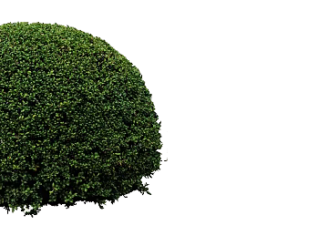 Plants texture (ID:ffacg65483)