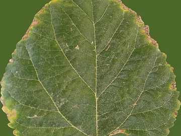 Natural Specimen of Green Plant Leaves texture (ID:ffaeh706966)