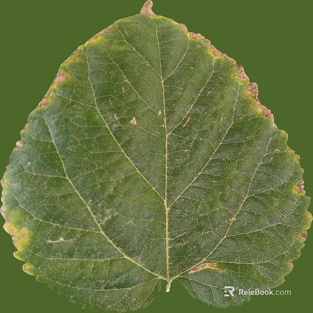 Natural Specimen of Green Plant Leaves texture