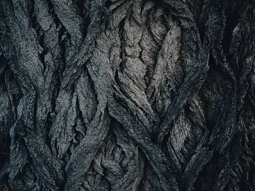 bark texture (ID:ffagg49325)