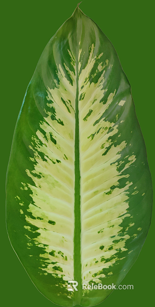 leaves texture