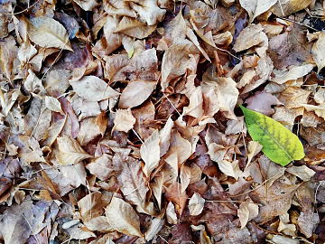 fallen leaves texture (ID:ffaeg31383)