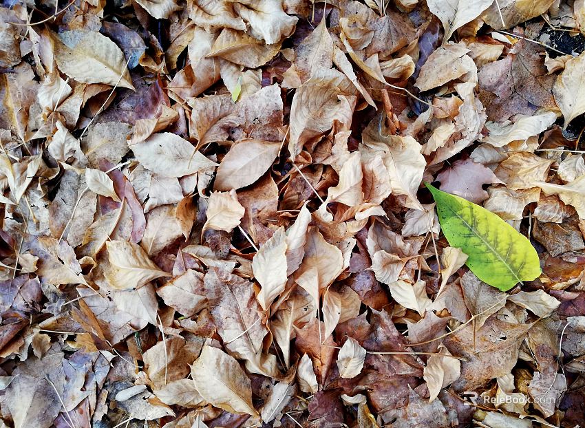 fallen leaves texture