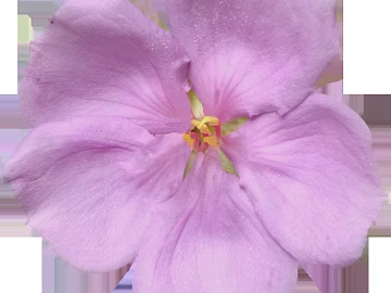 Flowers texture (ID:ffajg24094)
