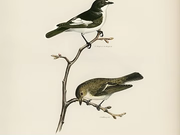 Animal painting texture (ID:ffajg05821)