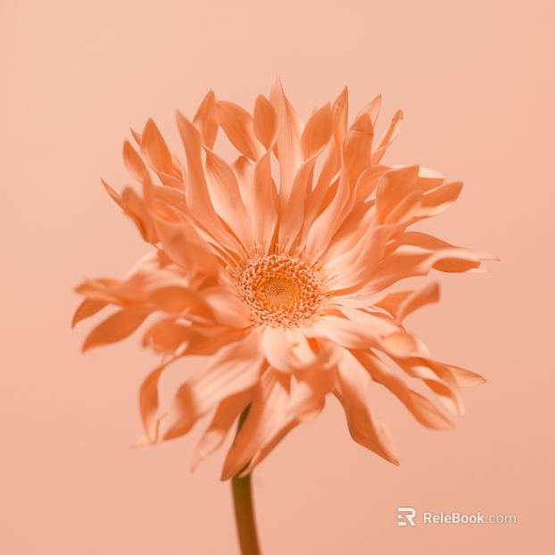 Flowers texture