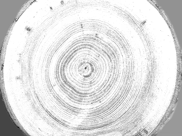 annual rings texture (ID:ffaag43964)
