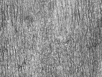 bark texture (ID:ffabg08492)