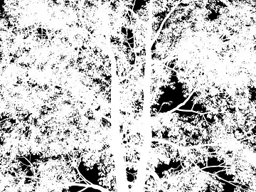 black and white tree shadow texture (ID:ffaef4130)