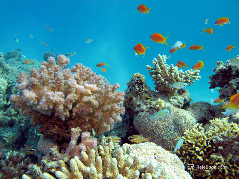 Fish tank texture