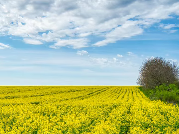 rape flower field texture (ID:ffach753284)