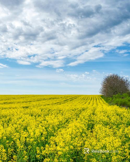 rape flower field texture