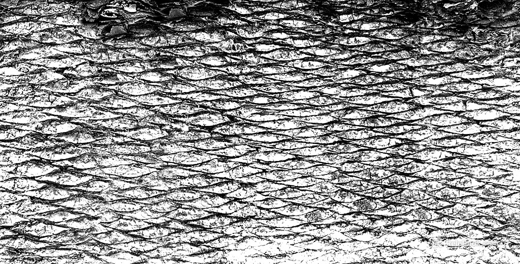 Black and White Bump texture