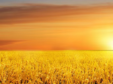 Wild Scenery texture (ID:ffaeg88642)