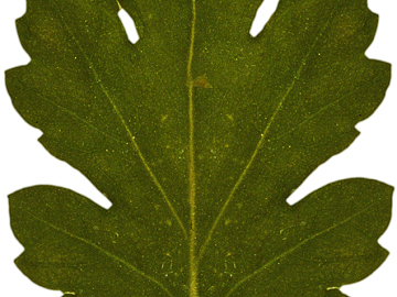 leaves texture (ID:ffadf5323)